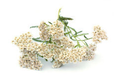 Extract of yarrow (composition Slimming)