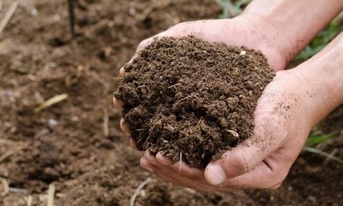 Soil as a source of human parasite infections