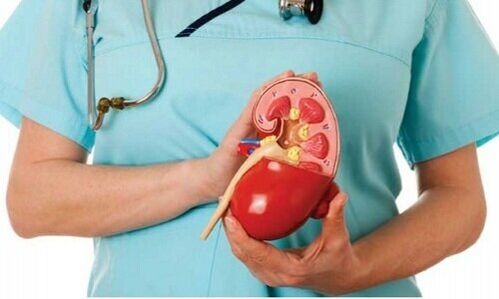 human kidney as habitat of the parasite Alveococcus