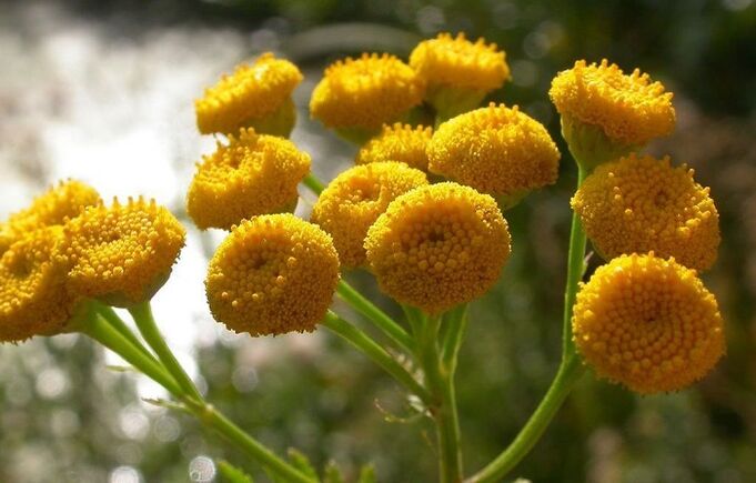Tansy to remove parasites from the organism