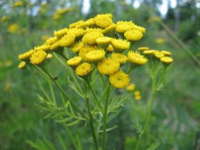 Tansy used to remove parasites from the body