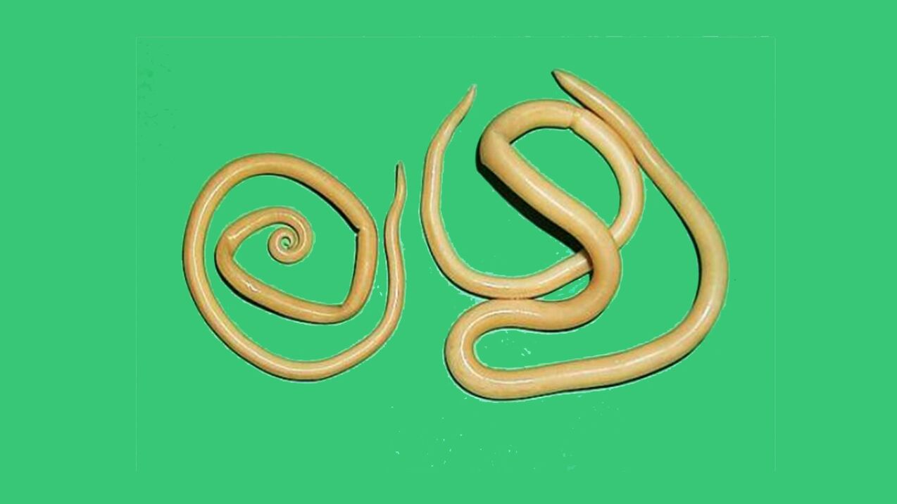 Roundworms in the human body