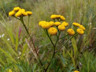 Effects of a tansy with infestation of worms